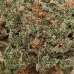 weedsmart_image_Island Sweet Skunk (AA)