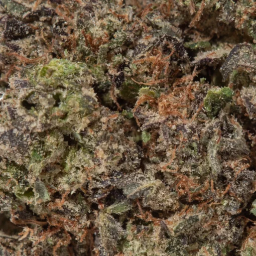 weedsmart_image_Purple Urckle (AA+)