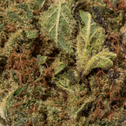 weedsmart_image_Powdered Donuts (AAA)